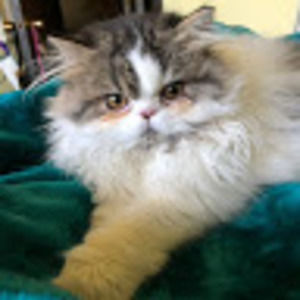 Meet your Posher, Cynthia